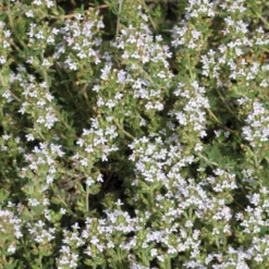 Thym Commun Bio. Le pot de 2,5 litres