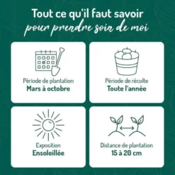 Thym Commun Bio. Le pot de 1 litre