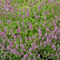 Thym Serpolet Bio. Le pot de 1 litre