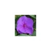 Tibouchina sur tige - Le pot de 1 litre