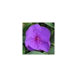 Tibouchina sur tige - Le pot de 1 litre