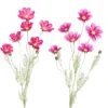 Tige de cosmos à 6 fleurs et 2 boutons rose - 92 cm