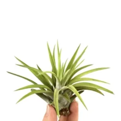 Tillandsia abdita vert 10 cm
