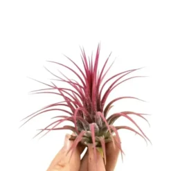 Tillandsia ionantha rouge 8 cm