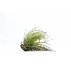 Tillandsia magnusiana vert 10 cm