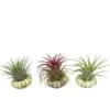 Tillandsia mix vert avec coquillage 10 cm