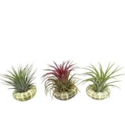 Tillandsia mix vert avec coquillage 10 cm