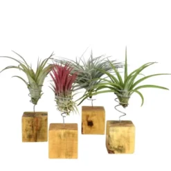 Tillandsia mix vert avec support en bois 25 cm