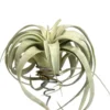 Tillandsia mix vert 15 cm