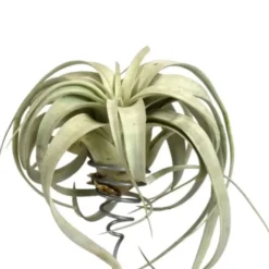 Tillandsia mix vert 15 cm