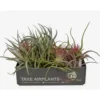 Tillandsia mix vert 7 cm