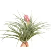 Tillandsia silver vert avec fleur 10 cm