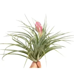Tillandsia silver vert avec fleur 10 cm