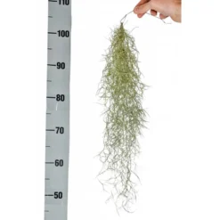Tillandsia usneoidus vert 50 cm