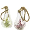 Tillandsia vert en verrerie ampoule 12 cm