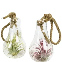 Tillandsia vert en verrerie ampoule 12 cm