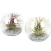 Tillandsia vert en verrerie boule 10 cm