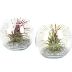 Tillandsia vert en verrerie boule 10 cm