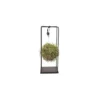 Tillandsia vert magic ball rectangle Ø 20 cm