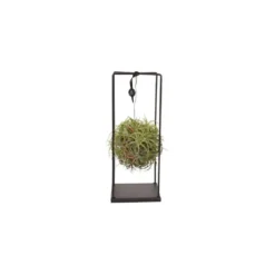 Tillandsia vert magic ball rectangle Ø 20 cm