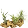 Tillandsia vert x 3 avec racine 15 cm