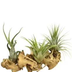 Tillandsia vert x 3 avec racine 15 cm