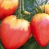 Tomate Allongée Coeur De Boeuf "Cuor Di Bue" bio. Le pot de 9 x 9 cm