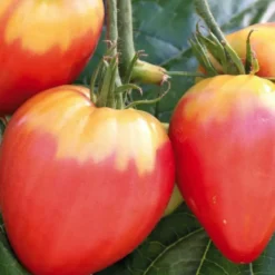 Tomate Allongée Coeur De Boeuf "Cuor Di Bue" bio. Le pot de 9 x 9 cm
