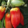 Tomate Allongee Andine Cornue Bio. La barquette de 3 plants