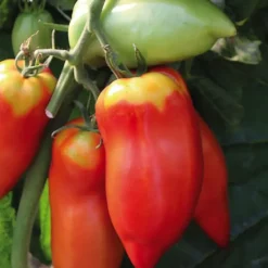 Tomate Allongee Andine Cornue Bio. La barquette de 3 plants