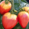 Tomate Allongee Coeur De Boeuf "Cuor Di Bue" Bio. La barquette de 3 plants