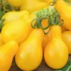 Tomate Cerise Allongée Yellow Pearshaped bio. Le pot de 9 x 9 cm