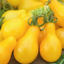 Tomate Cerise Allongée Yellow Pearshaped bio. Le pot de 9 x 9 cm