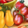 Tomate cerise en melange . La barquette de 3 plants.