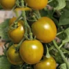 Tomate Cerise Ronde Green Grappe bio. Le pot de 9 x 9 cm