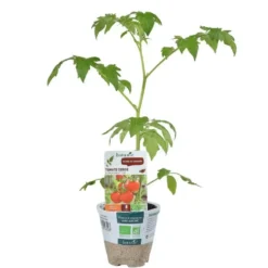 Tomate Cerise Supersweet 100 F1 Bio. Le pot de 1 litre
