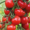 Tomate Cerise Supersweet 100. La barquette de 6 plants