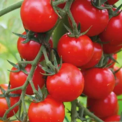 Tomate Cerise Supersweet 100. La barquette de 6 plants
