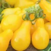 Tomate Cerise Yellow Pear bio. La barquette de 3 plants