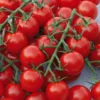 Tomate Cocktail En Grappe Harmony bio. Le pot de 9 x 9 cm