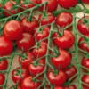 Tomate Cocktail En Grappes Delice Du Jardinier Bio. La barquette de 3 plants