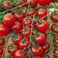 Tomate Cocktail En Grappes Delice Du Jardinier Bio. La barquette de 3 plants