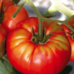 Tomate Côtelee beefsteak Bio. La barquette de 3 plants