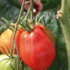 Tomate Côtelee Corazon bio. Le pot de 9 x 9 cm