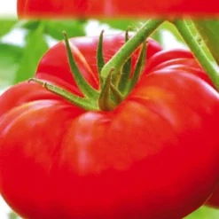 Tomate Marbonne Bio. La barquette de 3 plants