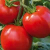 Tomate Ronde Cobra Bio. La barquette de 3 plants