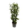 Trachelospermum jasminoides blanc. Le pot de 9,6 litres, forme espalier