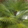 Trachycarpus Fortunei (palmier à chanvre) en pot de 3 L vert