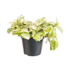 Tradescantia Brightness blanc. Le pot Ø 12 cm