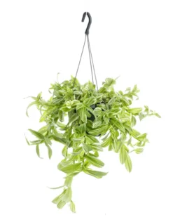 Tradescantia Ivory Hill (Misère) blanc. La suspension Ø 12 cm
